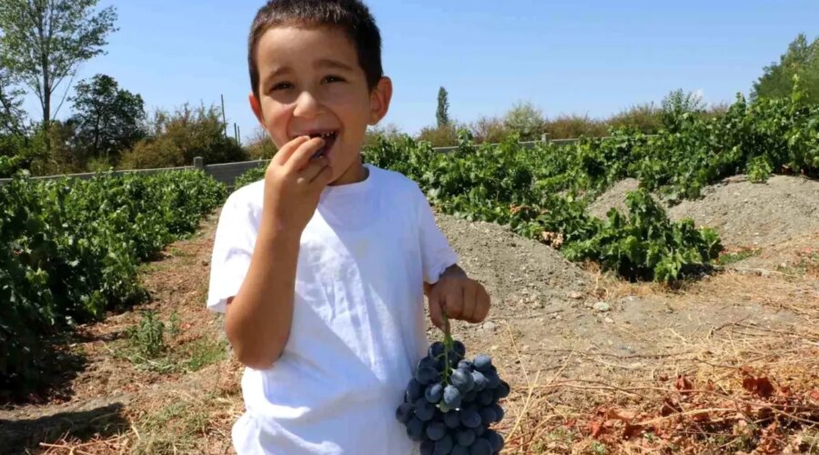 cimin uzumunun faydalari ve hasadi 4rqNpBrk