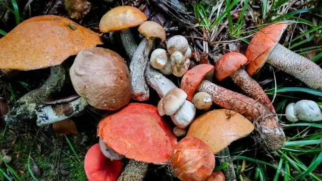 uzmanindan dogadan toplanan bazi mantarlarin olumcul zehirlenmeye yol acabilecegi uyarisi uNgfOEza