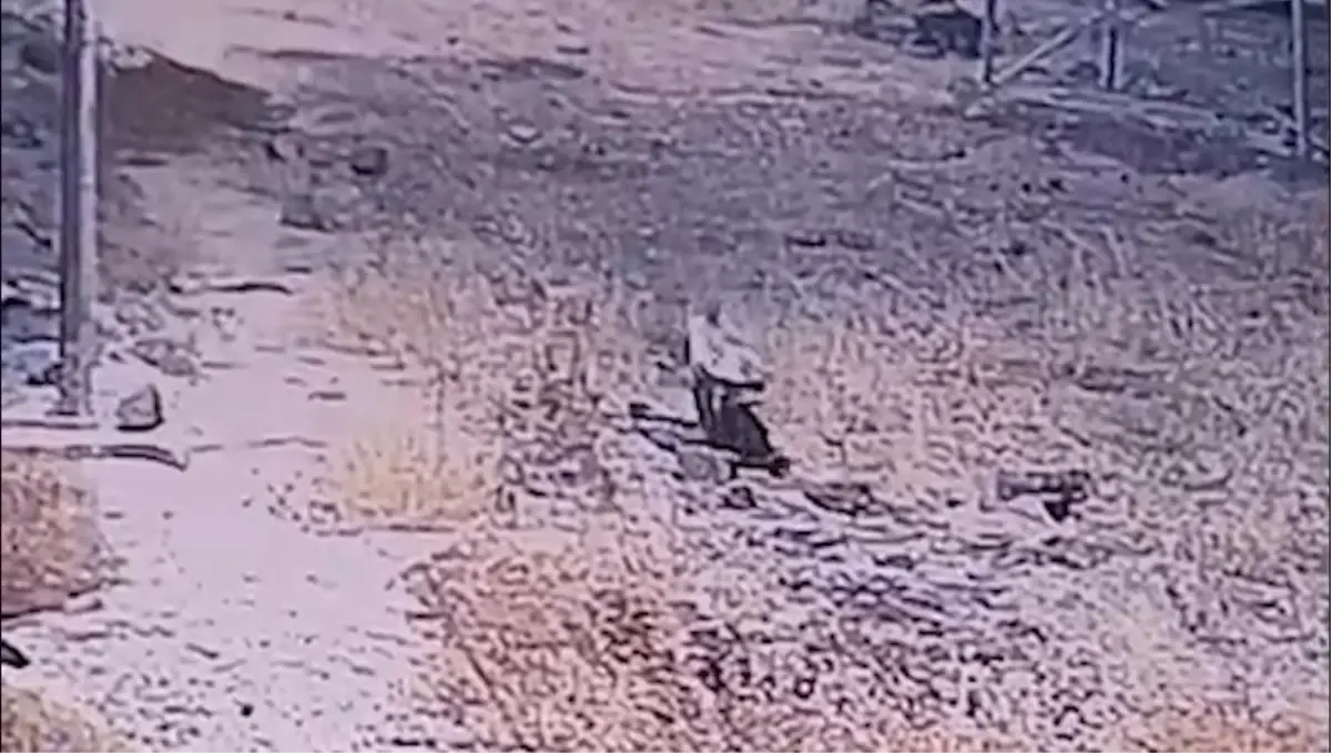 cizgili sirtlan gunes santralinde goruntulendi YhtfReCM